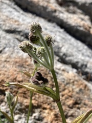 Angelica capitellata