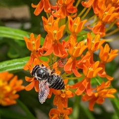 Asclepias tuberosa
