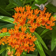 Asclepias tuberosa