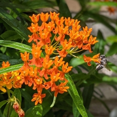 Asclepias tuberosa