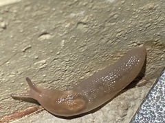 Gastropoda