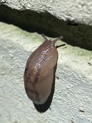 Gastropoda