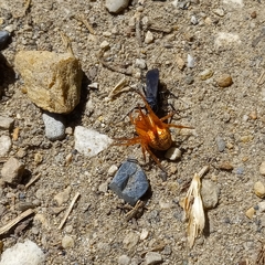 Araneus iviei