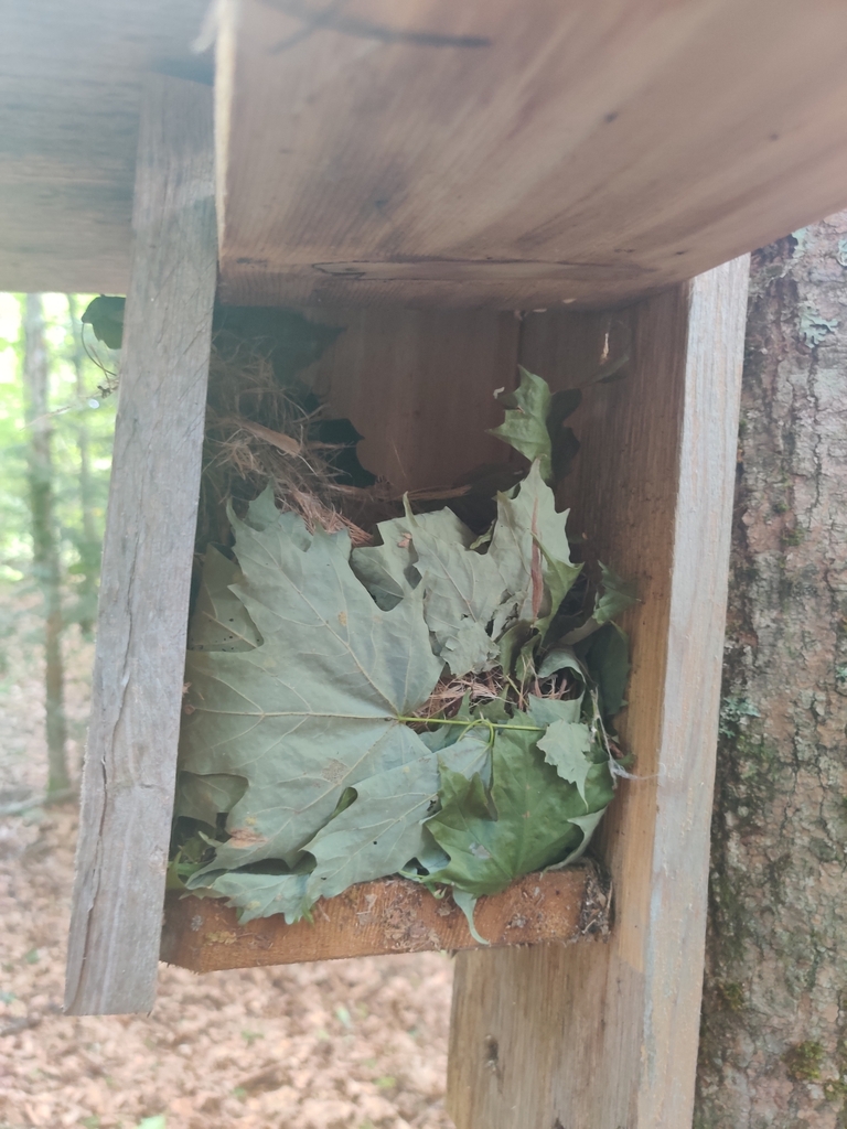 Carolina northern flying squirrel in july 2022 by will bennett nest in