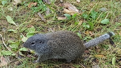 Poliocitellus franklinii