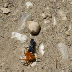 Araneus iviei