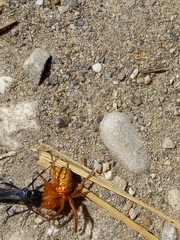 Araneus iviei