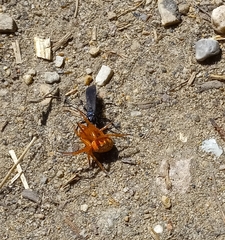 Araneus iviei