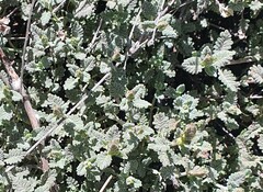 Scutellaria tomentosa