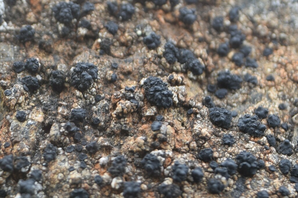 common lichens from Rabbit CreekHoney Bear on July 21, 2022 at 0451