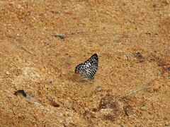Graphium delessertii