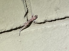 Hemidactylus turcicus