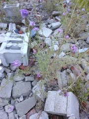 Centaurea stoebe