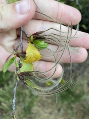 Cercocarpus betuloides blancheae