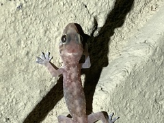 Hemidactylus turcicus