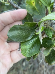 Cercocarpus betuloides blancheae