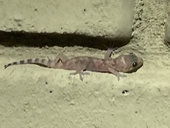 Hemidactylus turcicus