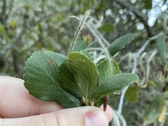 Cercocarpus betuloides blancheae