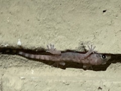 Hemidactylus turcicus