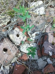 Melilotus albus