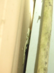 Gekko smithii