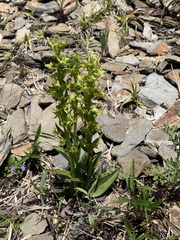 Platanthera mandarinorum pachyglossa