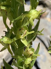 Platanthera mandarinorum pachyglossa