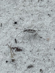 Ellipsoptera gratiosa