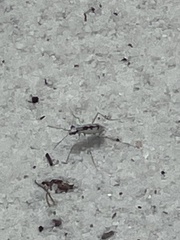 Ellipsoptera gratiosa