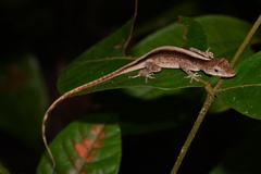 Anolis fuscoauratus