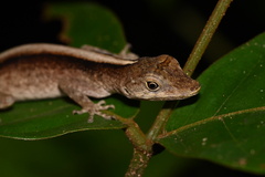 Anolis fuscoauratus