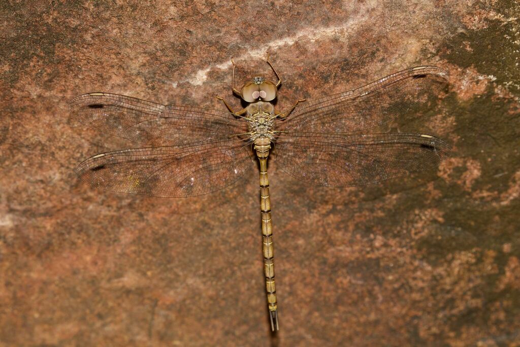 Cave Duskhawker