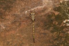 Gynacantha nourlangie