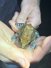 Leptodactylus pentadactylus