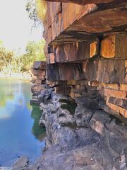 Gynacantha nourlangie