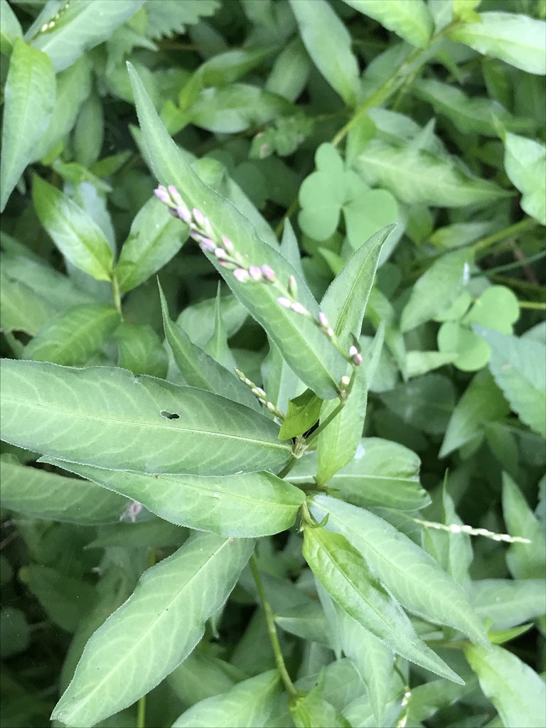 Mild water-pepper
