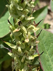 Platanthera longibracteata