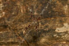 Argiope dietrichae