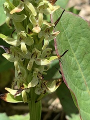 Platanthera longibracteata
