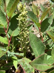 Platanthera longibracteata