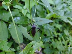 Pseudomictis obtusispinus