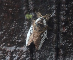 Liparopsis dierli