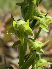Platanthera mandarinorum pachyglossa