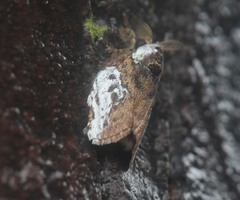Liparopsis dierli