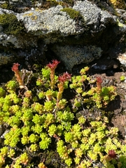 Sedum alpestre