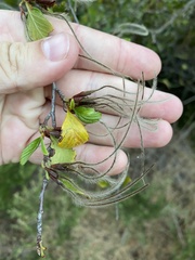Cercocarpus betuloides blancheae