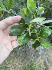 Cercocarpus betuloides blancheae