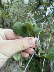 Cercocarpus betuloides blancheae