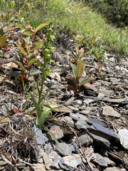 Platanthera mandarinorum pachyglossa