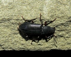 Xylopinus saperdoides